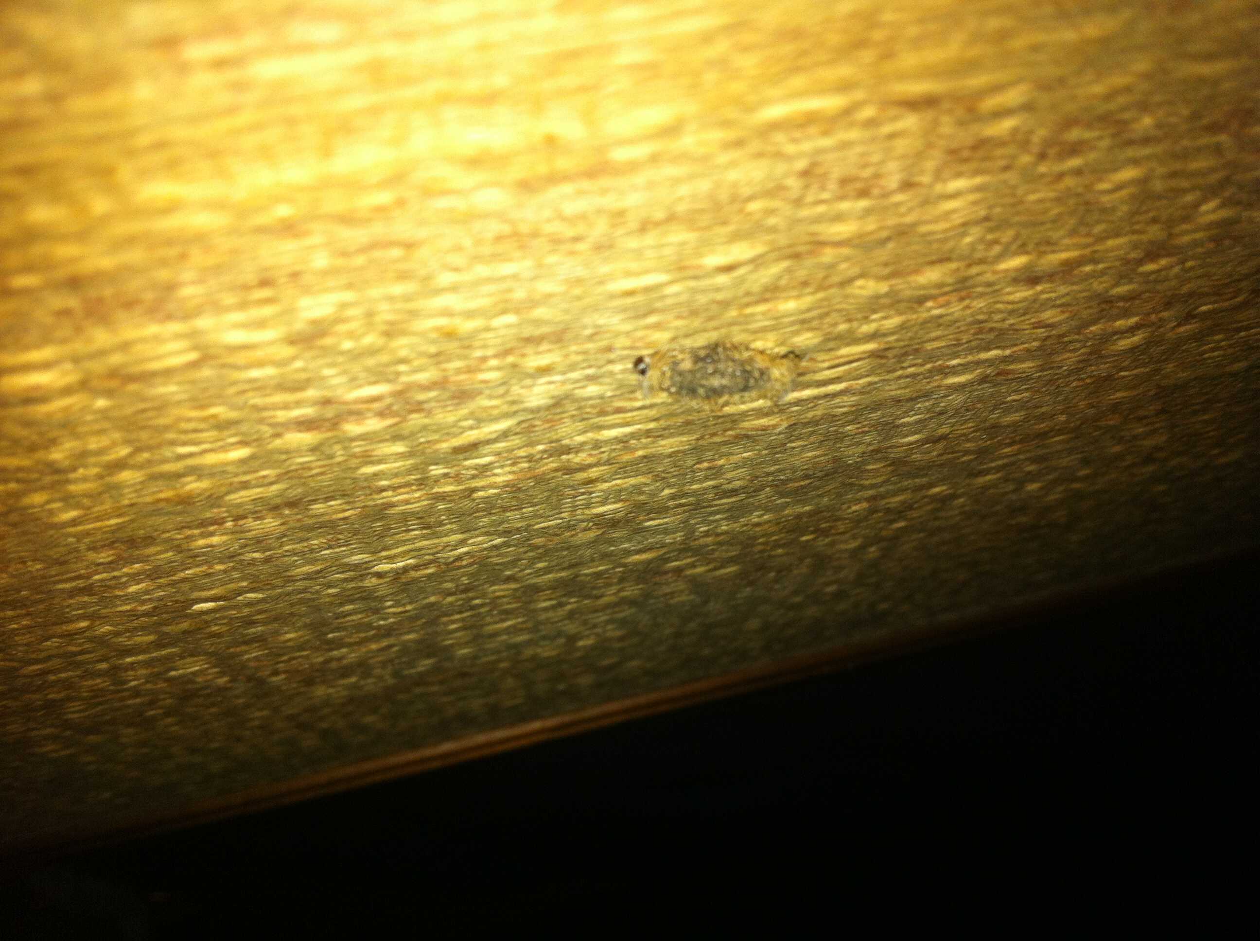 Identificazione Larva